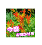 牧野公園の山野草と ご挨拶（個別スタンプ：10）