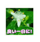 牧野公園の山野草と ご挨拶（個別スタンプ：11）