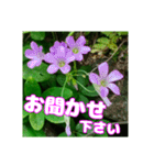 牧野公園の山野草と ご挨拶（個別スタンプ：12）