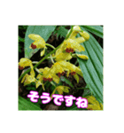 牧野公園の山野草と ご挨拶（個別スタンプ：13）