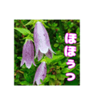 牧野公園の山野草と ご挨拶（個別スタンプ：14）