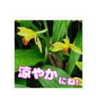 牧野公園の山野草と ご挨拶（個別スタンプ：15）
