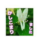 牧野公園の山野草と ご挨拶（個別スタンプ：16）