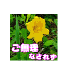牧野公園の山野草と ご挨拶（個別スタンプ：17）