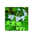 牧野公園の山野草と ご挨拶（個別スタンプ：18）