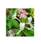 牧野公園の山野草と ご挨拶（個別スタンプ：19）