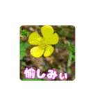 牧野公園の山野草と ご挨拶（個別スタンプ：20）