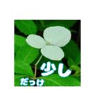 牧野公園の山野草と ご挨拶（個別スタンプ：21）