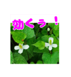 牧野公園の山野草と ご挨拶（個別スタンプ：22）