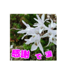 牧野公園の山野草と ご挨拶（個別スタンプ：23）
