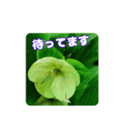 牧野公園の山野草と ご挨拶（個別スタンプ：25）