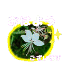 牧野公園の山野草と ご挨拶（個別スタンプ：27）