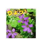 牧野公園の山野草と ご挨拶（個別スタンプ：29）