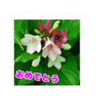 牧野公園の山野草と ご挨拶（個別スタンプ：31）