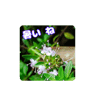 牧野公園の山野草と ご挨拶（個別スタンプ：33）