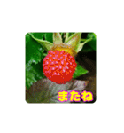 牧野公園の山野草と ご挨拶（個別スタンプ：34）