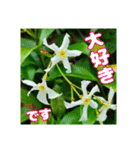 牧野公園の山野草と ご挨拶（個別スタンプ：35）