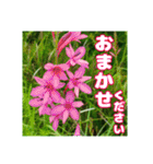 牧野公園の山野草と ご挨拶（個別スタンプ：37）