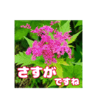 牧野公園の山野草と ご挨拶（個別スタンプ：38）