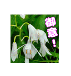 牧野公園の山野草と ご挨拶（個別スタンプ：39）