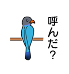 幸せの青い鳥 ブッポウソウ（個別スタンプ：5）