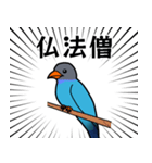 幸せの青い鳥 ブッポウソウ（個別スタンプ：16）