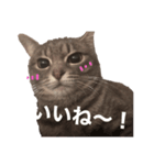 うちのネコ。-ぎんちゃんver.-（個別スタンプ：6）