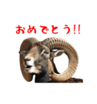 動く！シカと動物園の仲間たち（個別スタンプ：11）