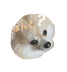 ふわふわのおともだちさんから（個別スタンプ：5）