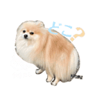 ふわふわのおともだちさんから（個別スタンプ：8）