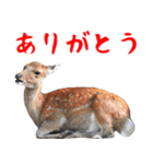 飛び出す！シカと動物園の仲間たち（個別スタンプ：3）