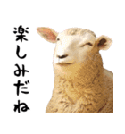 飛び出す！シカと動物園の仲間たち（個別スタンプ：5）