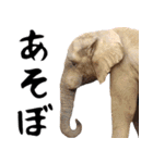 飛び出す！シカと動物園の仲間たち（個別スタンプ：13）