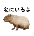 飛び出す！シカと動物園の仲間たち（個別スタンプ：24）