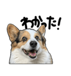 コーギー犬の来夢（ライム）（個別スタンプ：1）