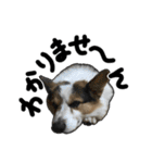 コーギー犬の来夢（ライム）（個別スタンプ：2）