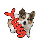 コーギー犬の来夢（ライム）（個別スタンプ：3）