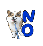 コーギー犬の来夢（ライム）（個別スタンプ：4）