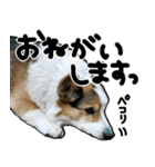 コーギー犬の来夢（ライム）（個別スタンプ：5）