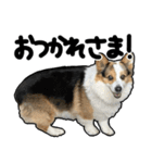 コーギー犬の来夢（ライム）（個別スタンプ：6）