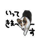 コーギー犬の来夢（ライム）（個別スタンプ：7）