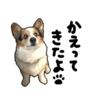 コーギー犬の来夢（ライム）（個別スタンプ：8）