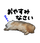 コーギー犬の来夢（ライム）（個別スタンプ：9）
