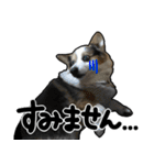 コーギー犬の来夢（ライム）（個別スタンプ：10）