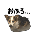 コーギー犬の来夢（ライム）（個別スタンプ：11）
