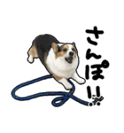 コーギー犬の来夢（ライム）（個別スタンプ：12）