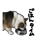 コーギー犬の来夢（ライム）（個別スタンプ：13）