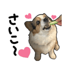 コーギー犬の来夢（ライム）（個別スタンプ：14）