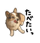 コーギー犬の来夢（ライム）（個別スタンプ：15）