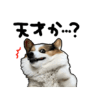 コーギー犬の来夢（ライム）（個別スタンプ：16）